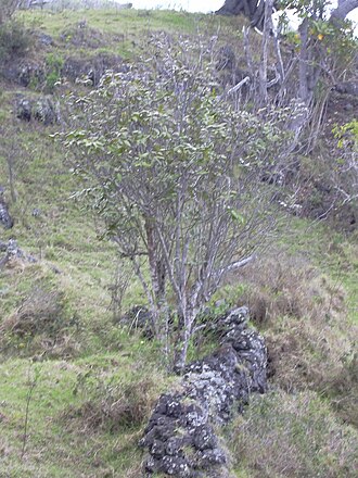 Hawai'i alectryon: Alectryon macrococcus var. auwahiensis (habit). Location: Maui, Auwahi