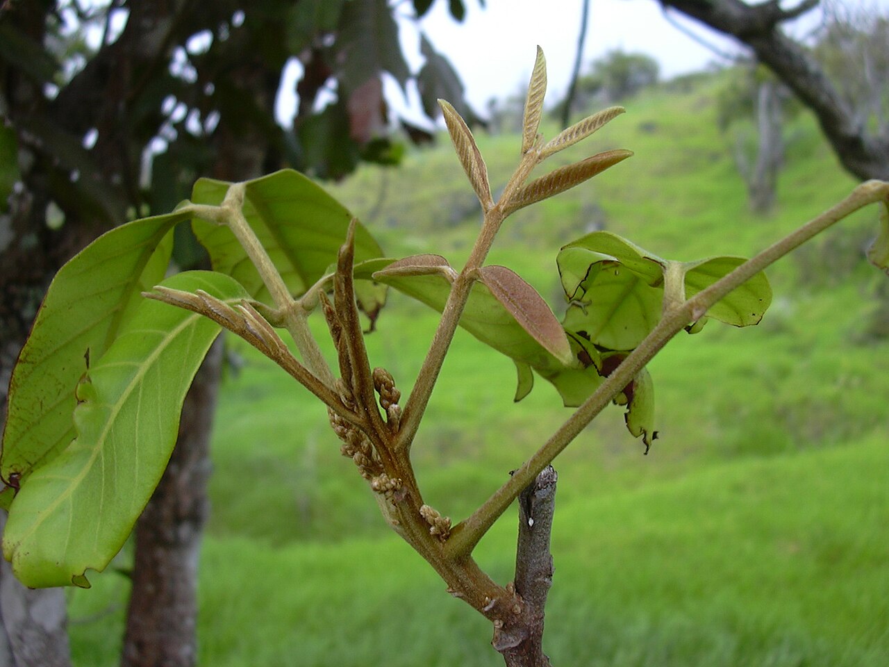 Hawai'i alectryon: Alectryon macrococcus var. auwahiensis (leaves). Location: Maui, Auwahi