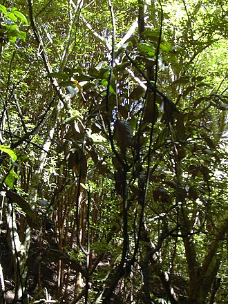 Hawai'i alectryon: Alectryon macrococcus var. macrococcus (leaves). Location: Maui, Makawao Forest Reserve