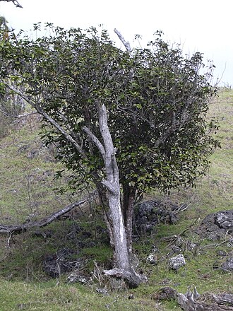Hawai'i alectryon: Alectryon macrococcus var. auwahiensis (habit). Location: Maui, Auwahi