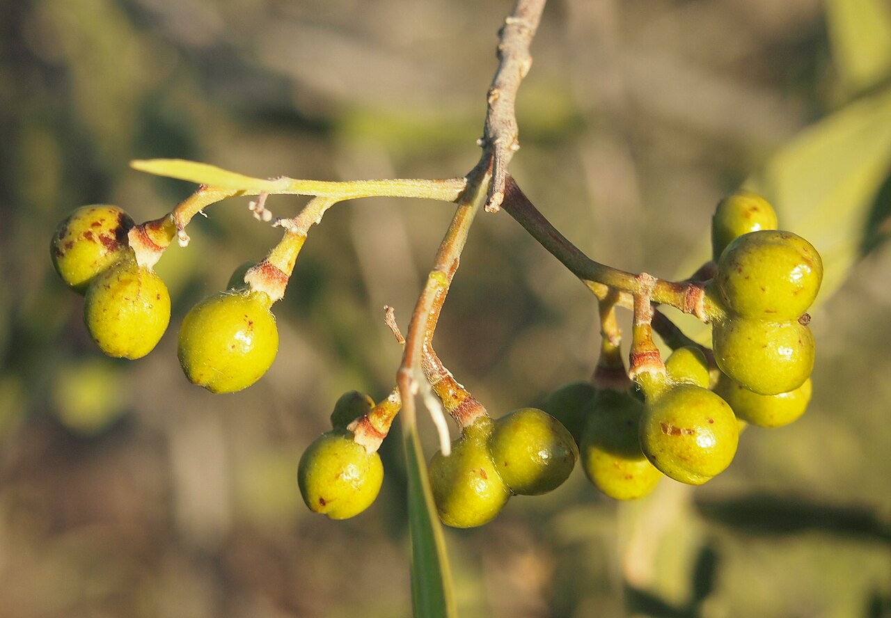 Alectryon oleifolius: Alectryon oleifolius subsp. elongatus fruit