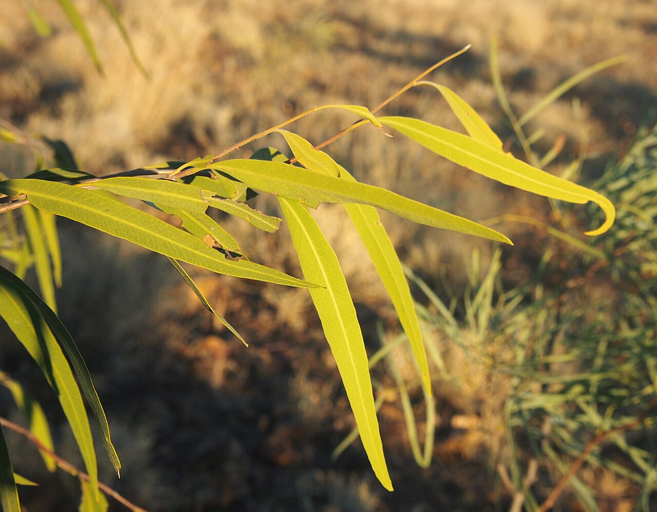 Alectryon oleifolius: Alectryon oleifolius subsp. elongatus foliage