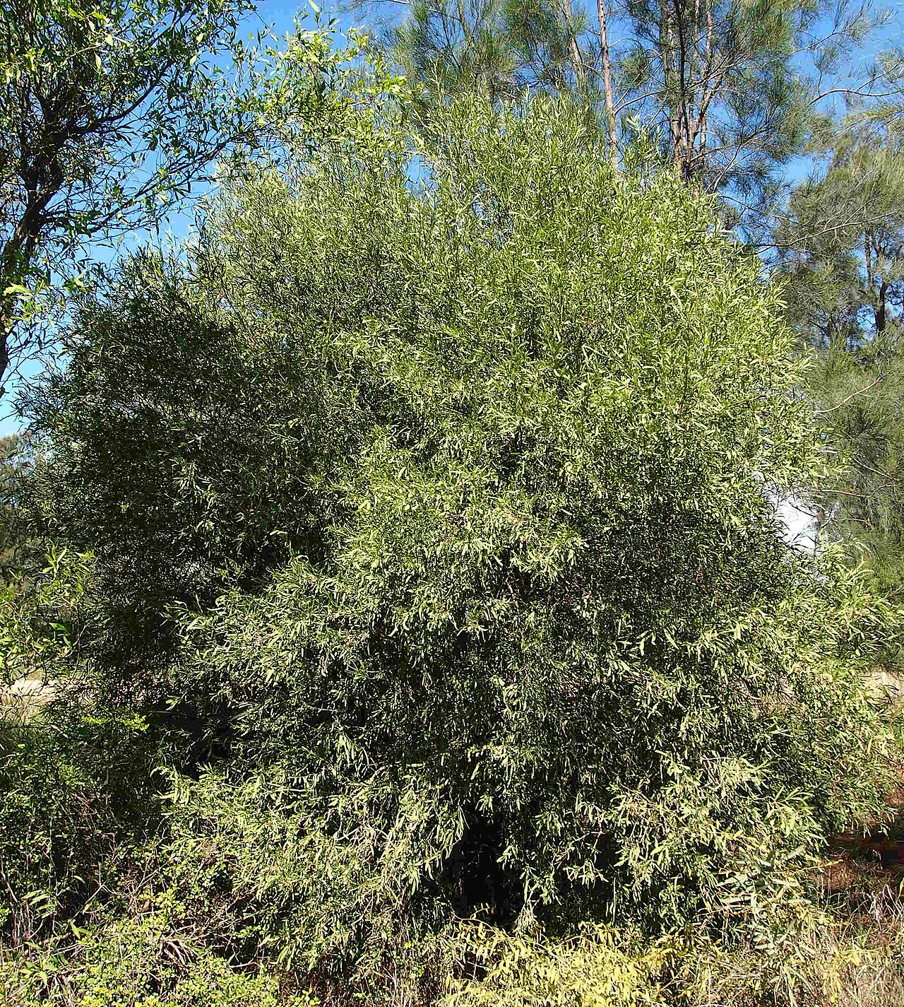 Alectryon oleifolius: Alectryon oleifolius