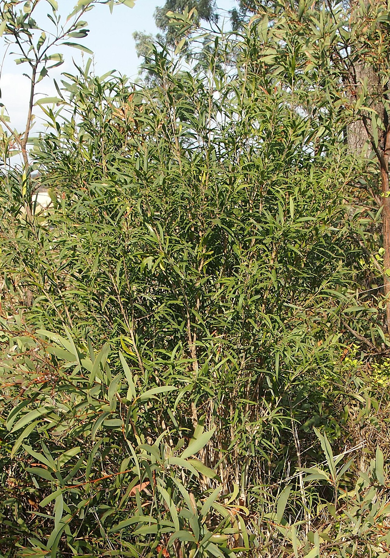 Alectryon oleifolius: Alectryon oleifolius shrub