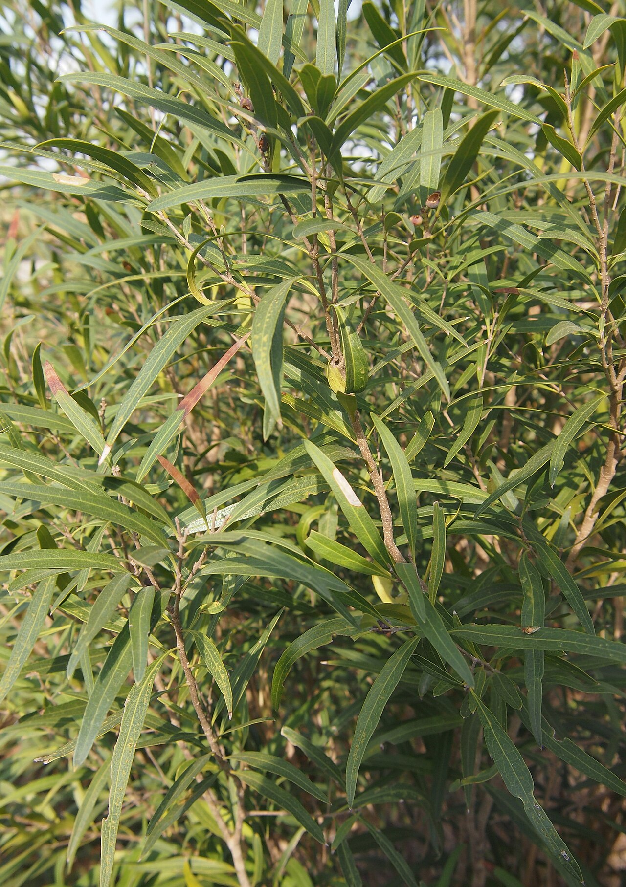 Alectryon oleifolius: Alectryon oleifolius foliage