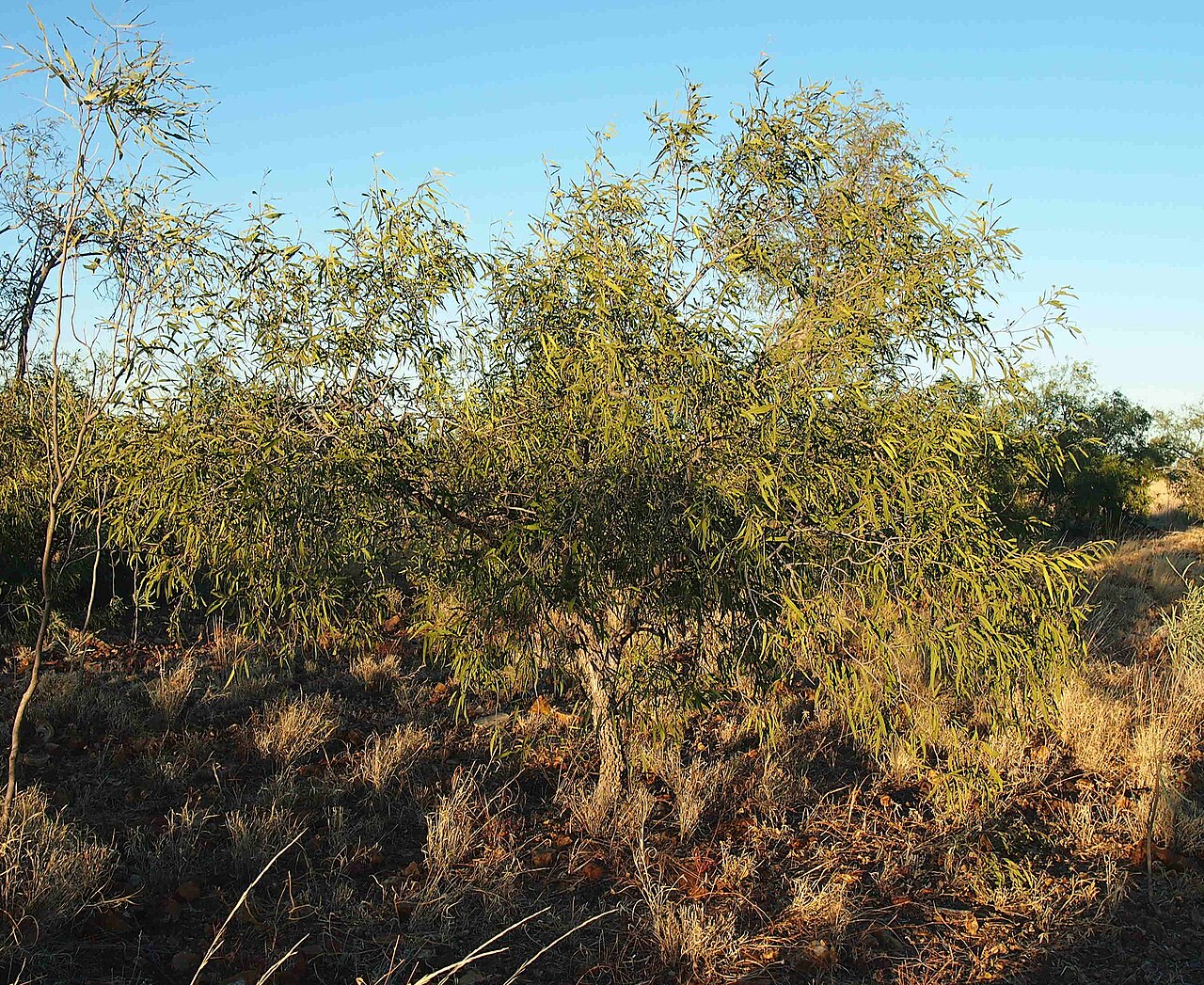 Alectryon oleifolius: Alectryon oleifolius subsp. elongatus
