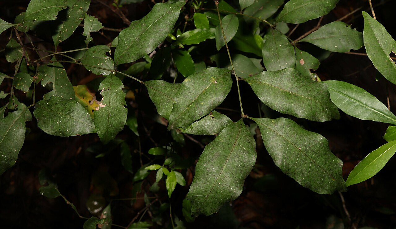 Wild quince: Alectryon reticulatus in Australia