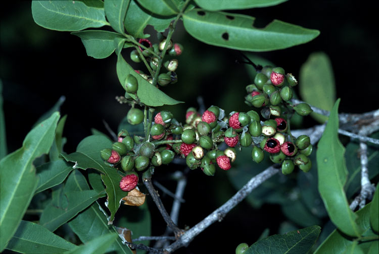 Wild quince: Alectryon reticulatus foliage anf fruit