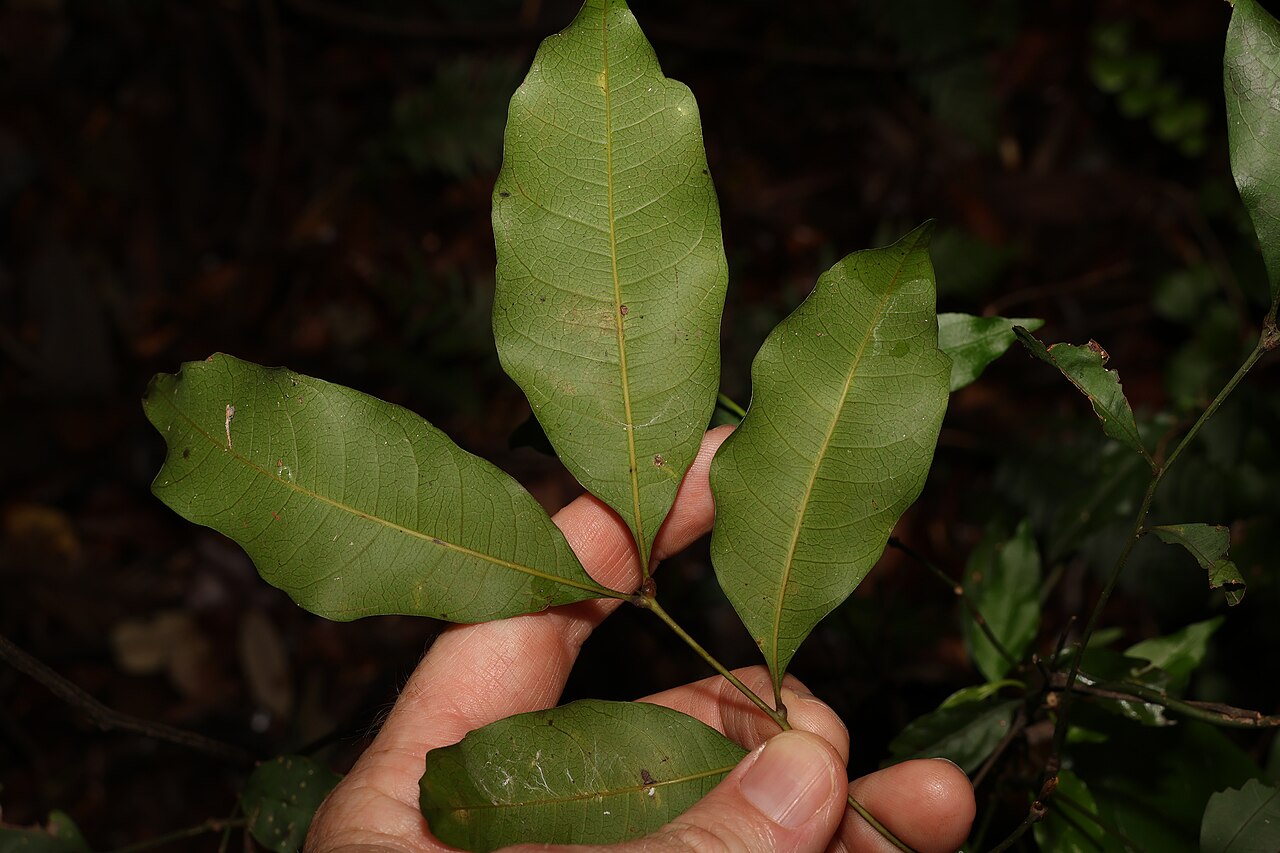 Wild quince: Alectryon reticulatus in Australia