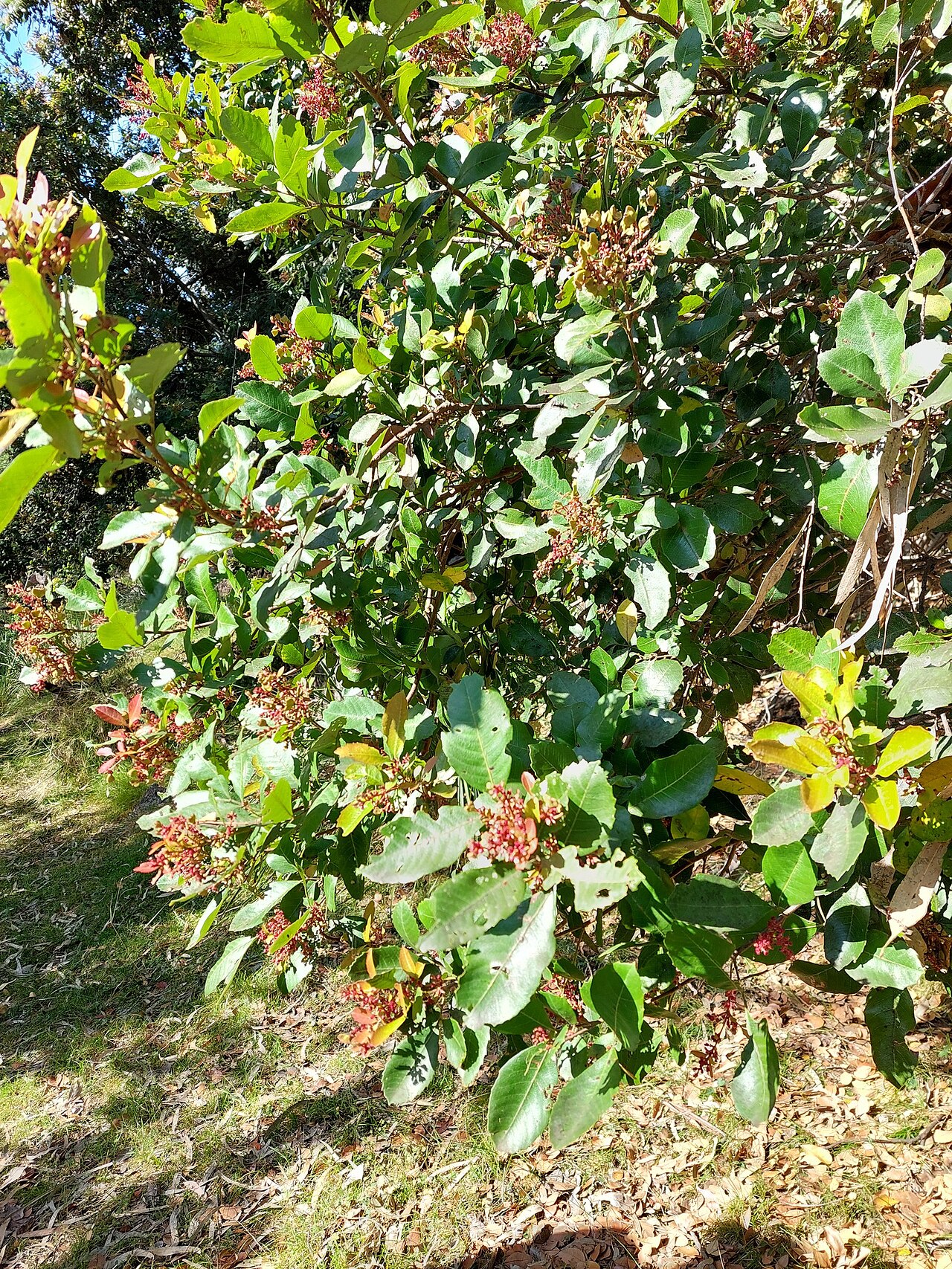 Alectryon subdentatum: Alectryon subdentatus, Kwiambal NP