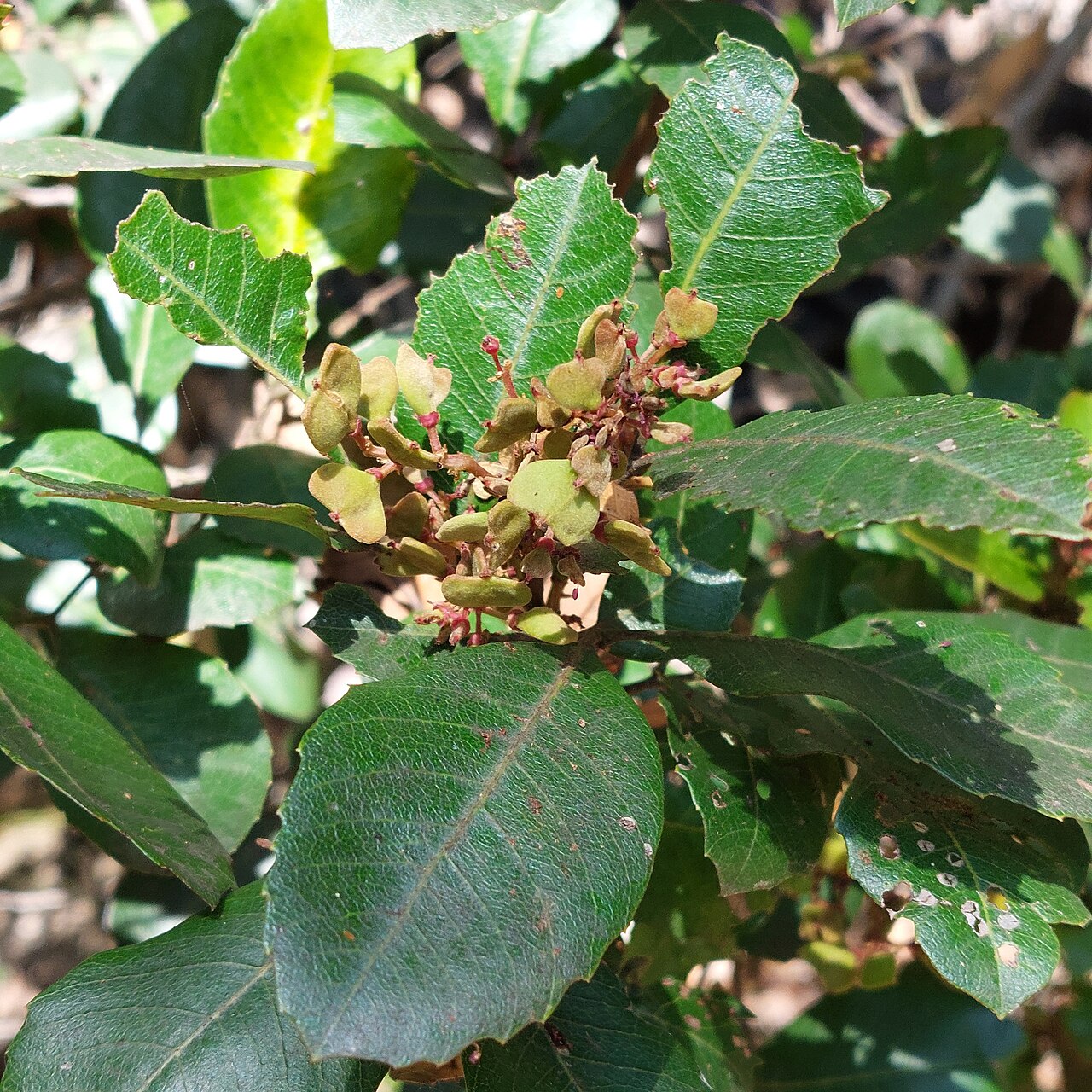 Alectryon subdentatum: Alectryon subdentatus, Kwiambal NP