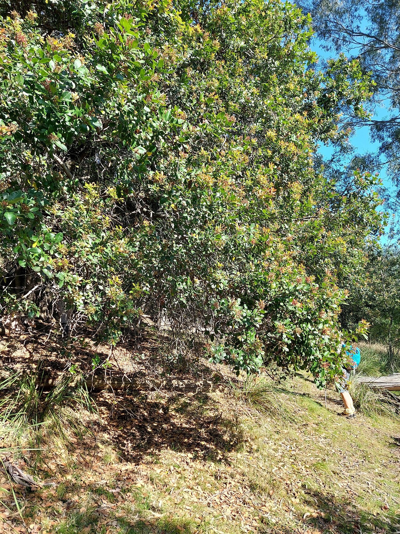 Alectryon subdentatum: Alectryon subdentatus, Kwiambal NP