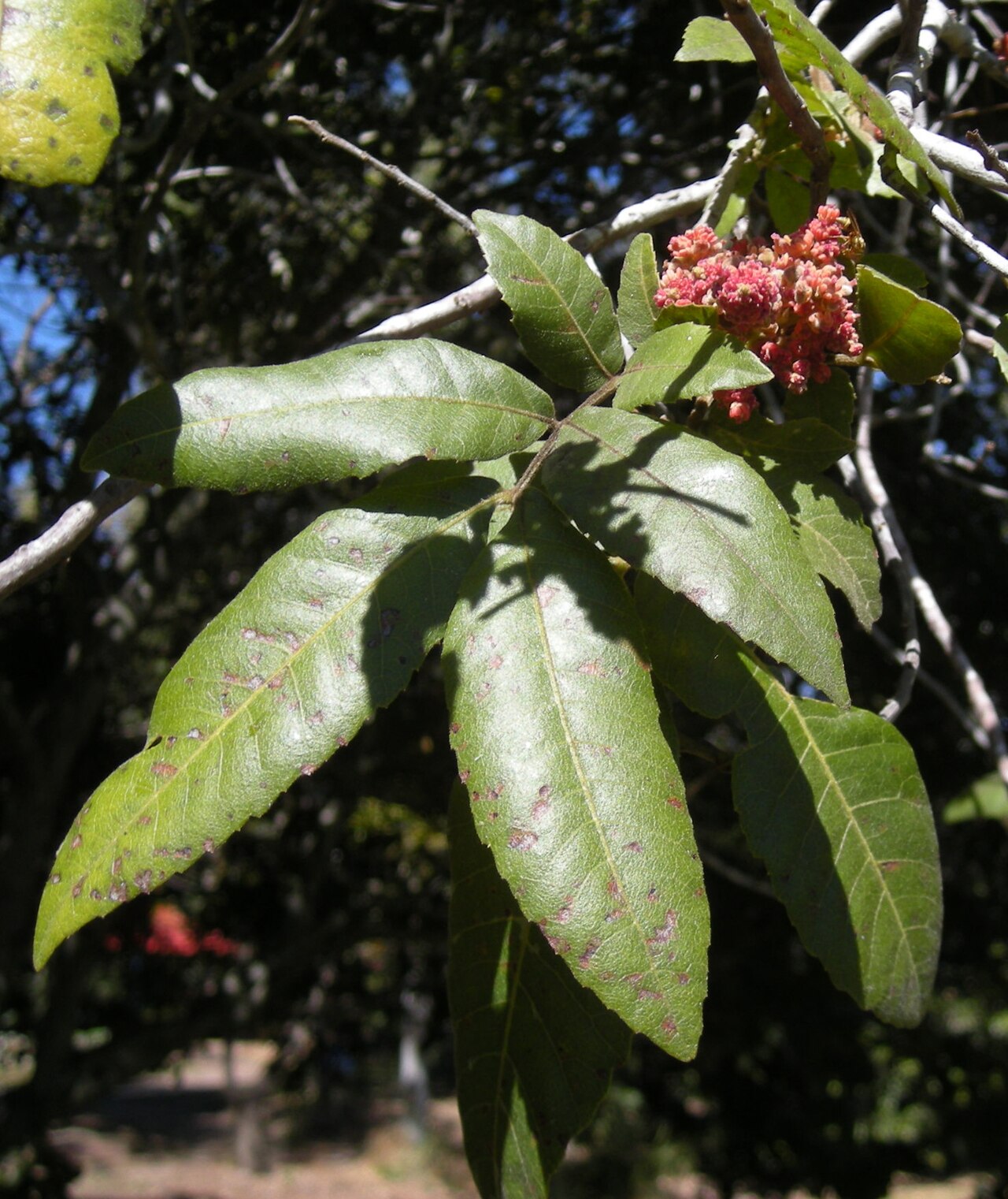 Alectryon tomentosus: Alectryon tomentosus foliage and flowers