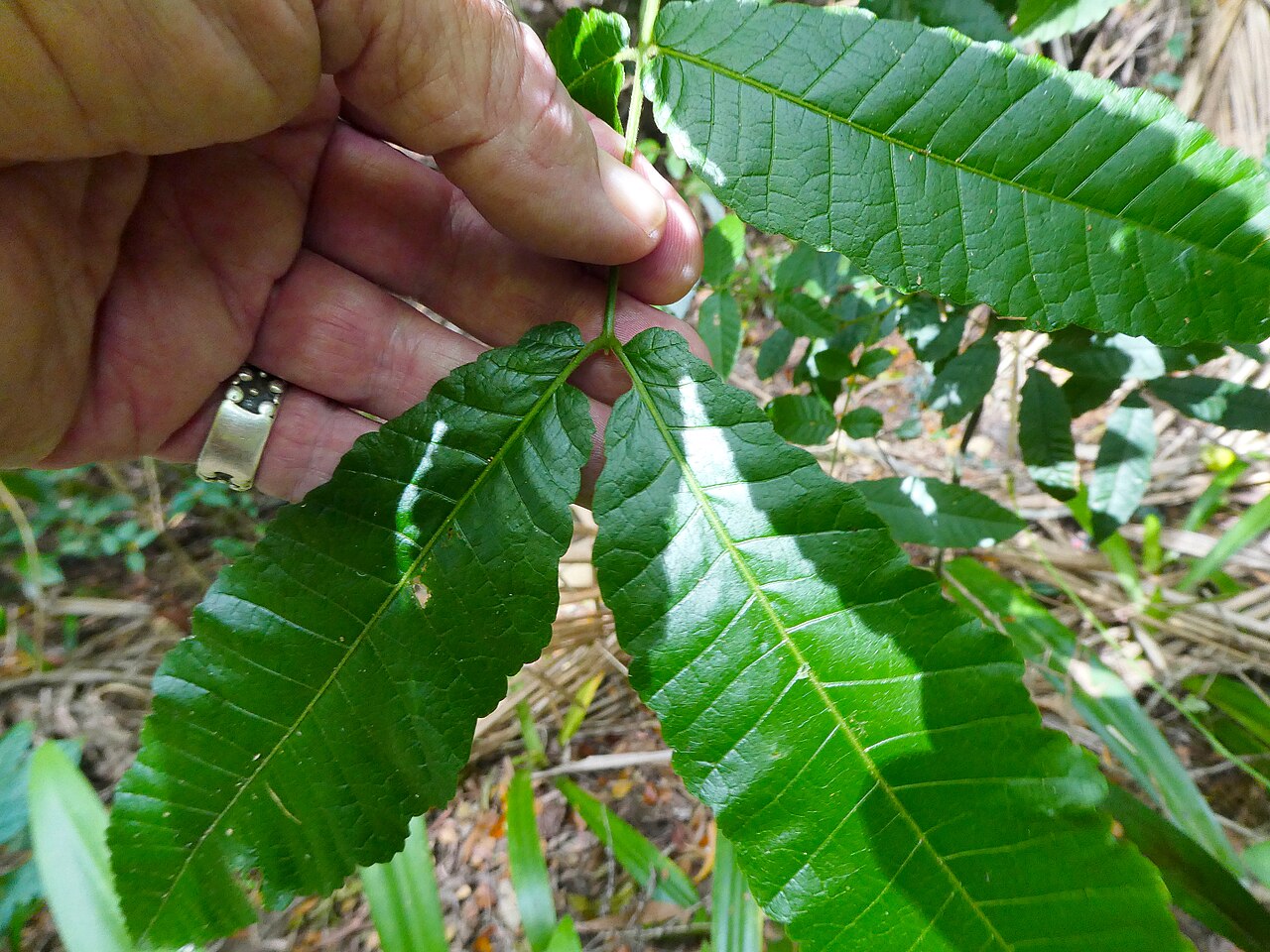 Alectryon tomentosus: Foliage of Alectryon tomentosus