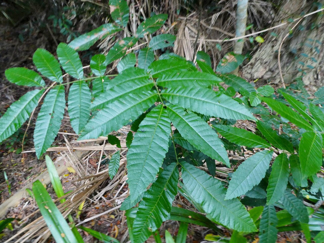 Alectryon tomentosus: Foliage of Alectryon tomentosus