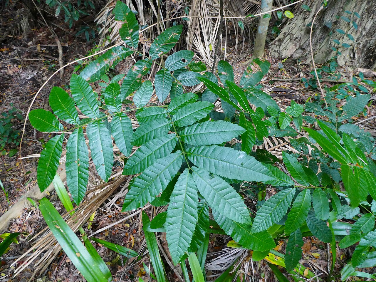 Alectryon tomentosus: Foliage of Alectryon tomentosus