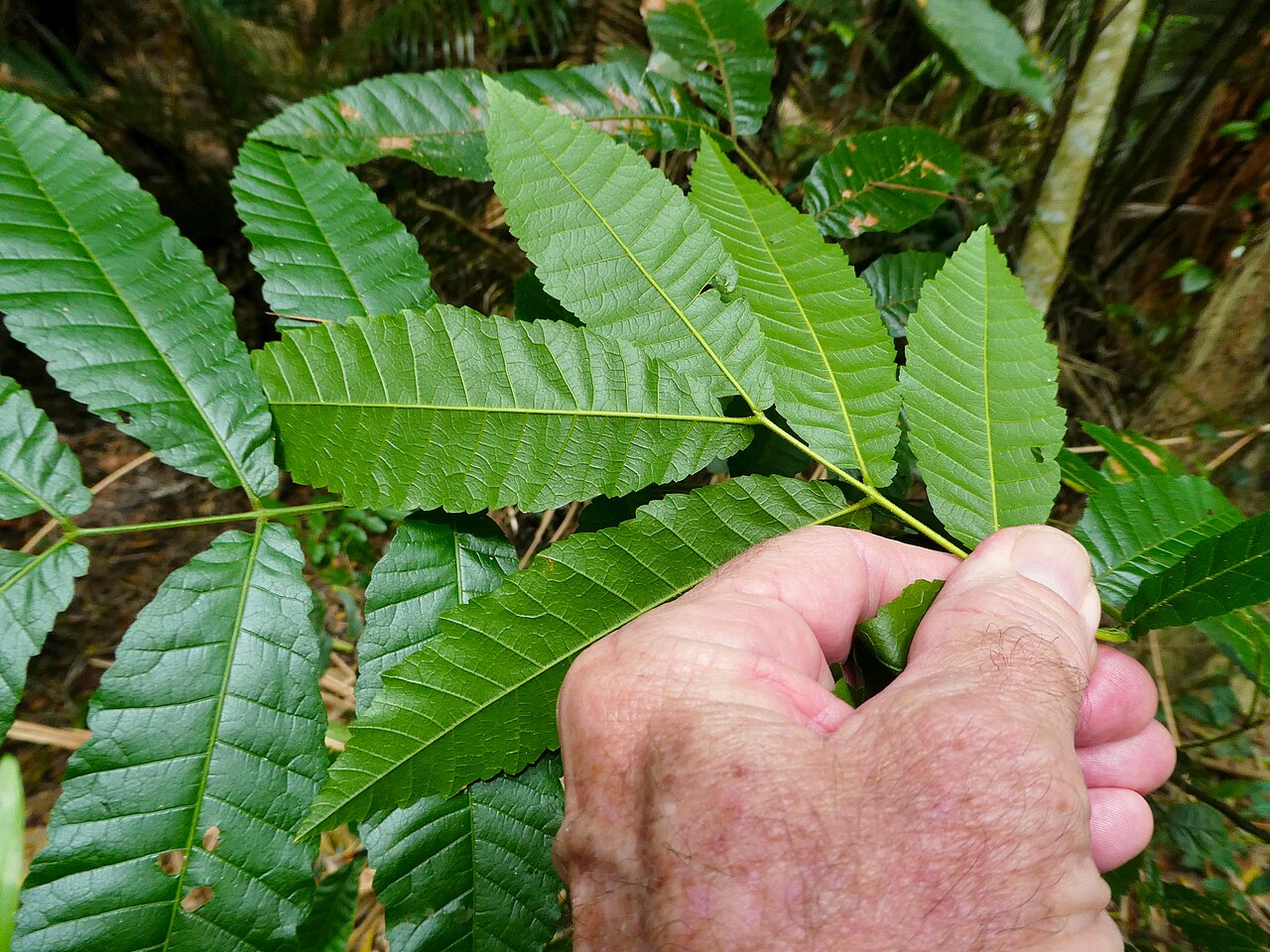 Alectryon tomentosus: Foliage of Alectryon tomentosus