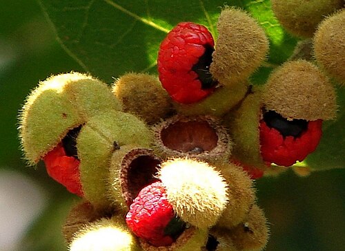 Alectryon tomentosus: Alectryon tomentosus Common Names: Hairy alectryon, Woolly rambutan, Hairy bird's eye It is one of the few australian rainforest trees to fruit heavily in winte