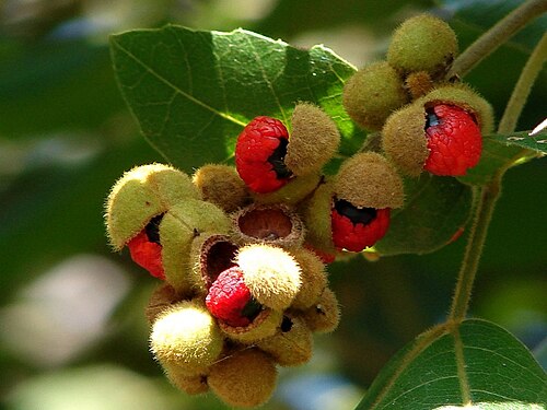 Alectryon tomentosus: Alectryon tomentosus Common Names: Hairy alectryon, Woolly rambutan, Hairy bird's eye It is one of the few australian rainforest trees to fruit heavily in winte