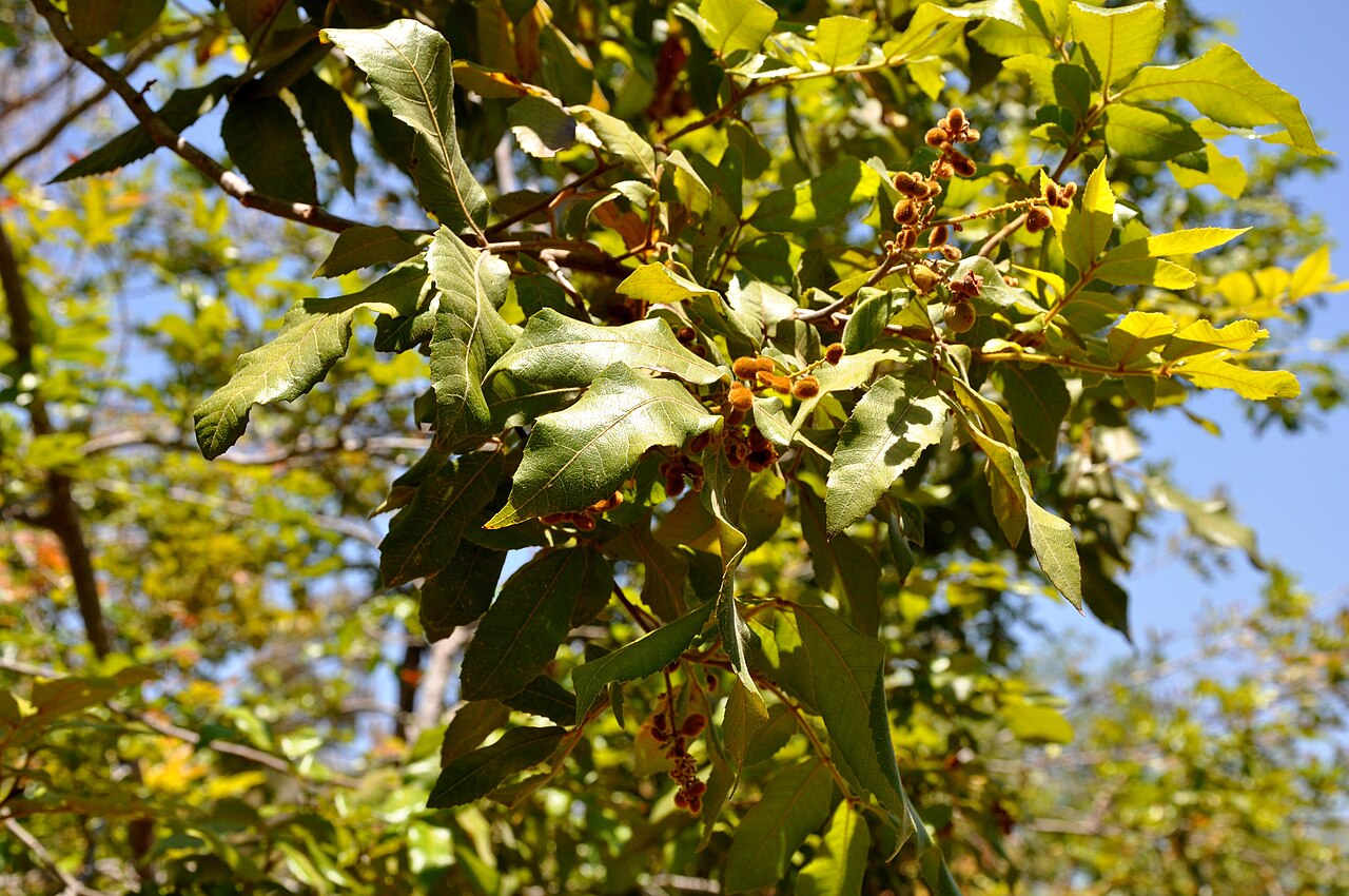 Alectryon tomentosus: Taken in botanical Garden of Jerusalem