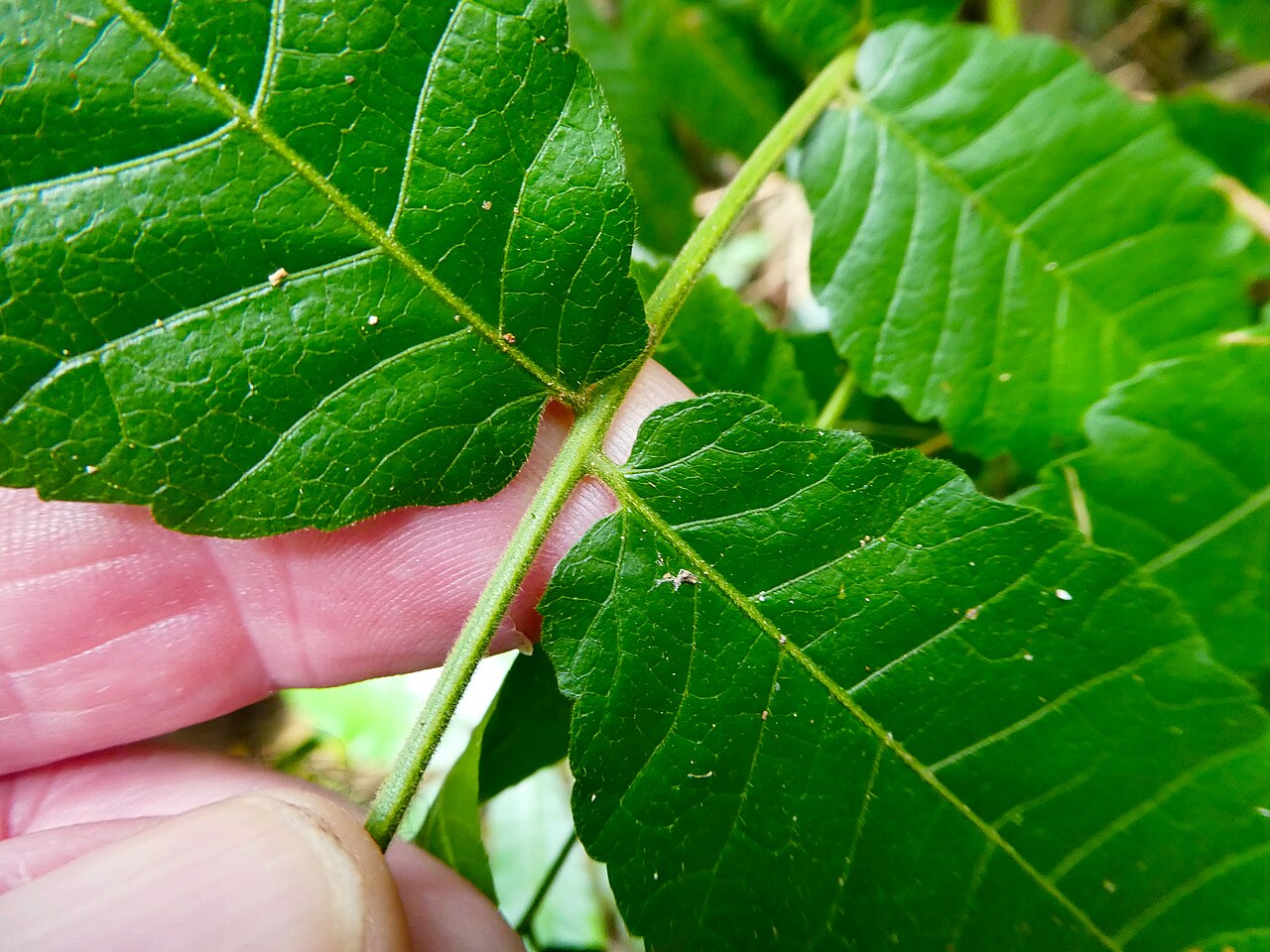 Alectryon tomentosus: Foliage of Alectryon tomentosus