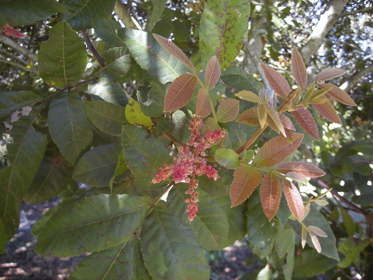 Alectryon tomentosus: Alectryon tomentosus foliage and flowers