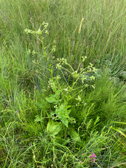 Alepidea amatymbica (Alepidea amatymbica)
