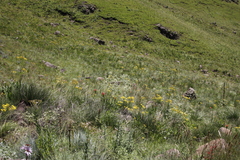 Alepidea amatymbica (Alepidea amatymbica)
