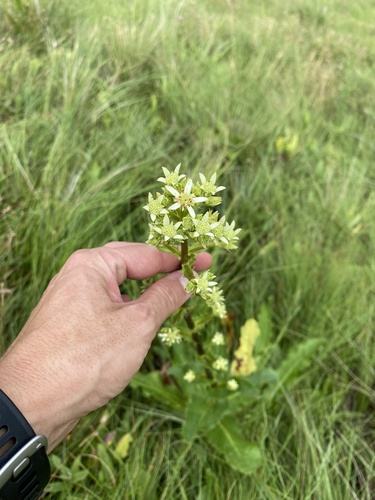 Alepidea amatymbica (Alepidea amatymbica)