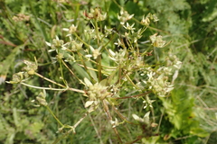 Alepidea amatymbica (Alepidea amatymbica)