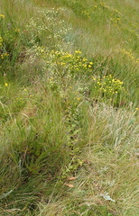 Alepidea amatymbica (Alepidea amatymbica)