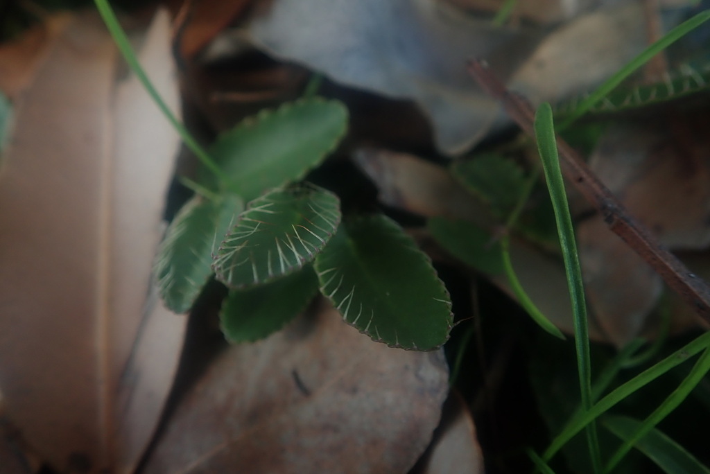 Alepidea capensis (Alepidea capensis)