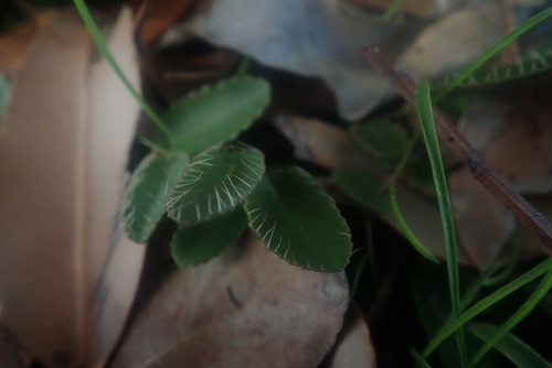 Alepidea capensis (Alepidea capensis)