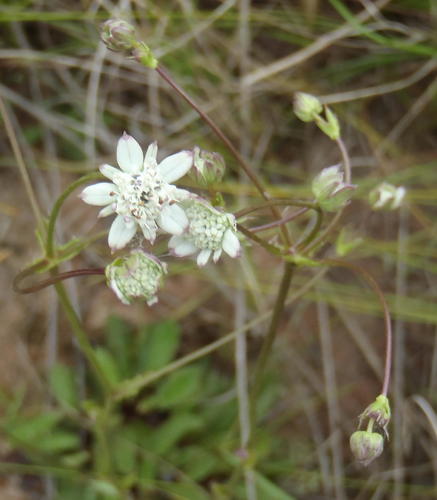 Alepidea capensis (Alepidea capensis)