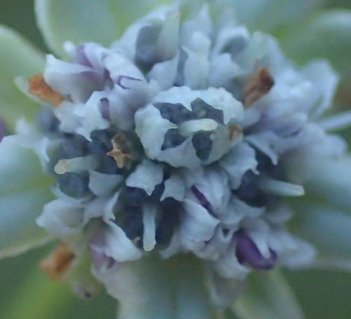 Alepidea capensis (Alepidea capensis)