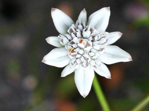 Alepidea capensis: Alepidea capensis (P.J.Bergius) R.A.Dyer - Kareedouw, near Port Elizabeth, South Africa
