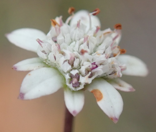Alepidea capensis (Alepidea capensis)
