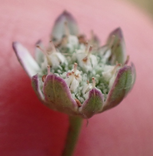 Alepidea capensis (Alepidea capensis)