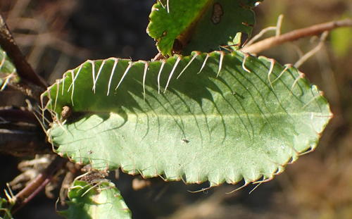 Alepidea capensis (Alepidea capensis)