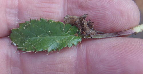 Alepidea delicatula (Alepidea delicatula)