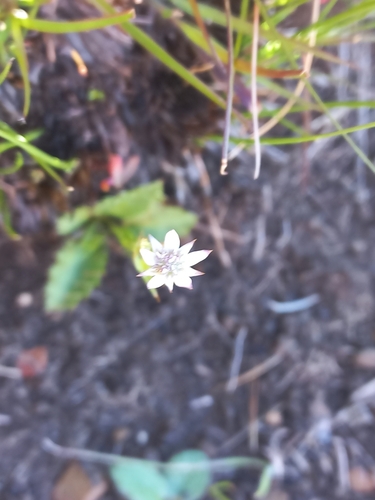 Alepidea delicatula (Alepidea delicatula)