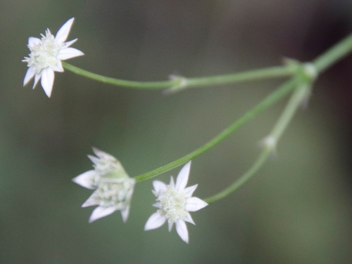 Alepidea delicatula (Alepidea delicatula)