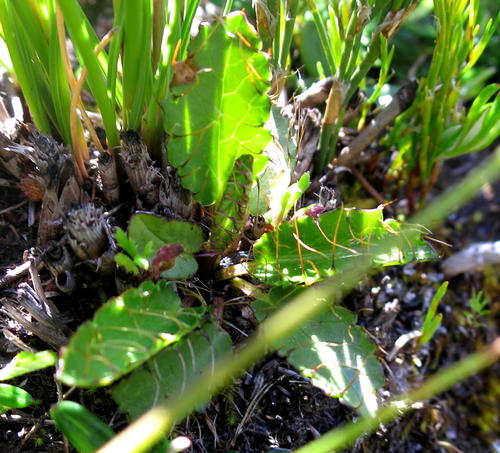 Alepidea delicatula (Alepidea delicatula)