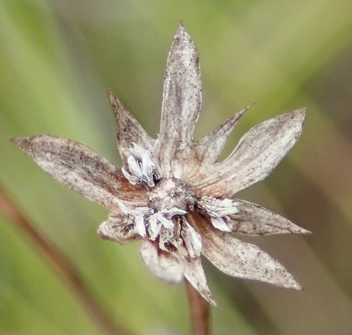 Alepidea delicatula (Alepidea delicatula)