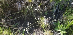 Alepidea delicatula (Alepidea delicatula)
