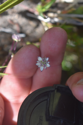 Alepidea delicatula (Alepidea delicatula)