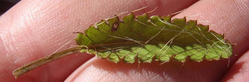 Alepidea delicatula (Alepidea delicatula)
