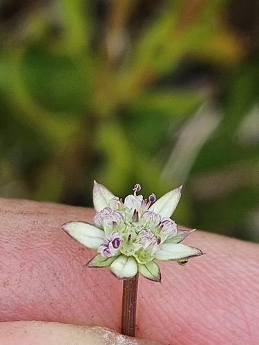 Alepidea delicatula (Alepidea delicatula)