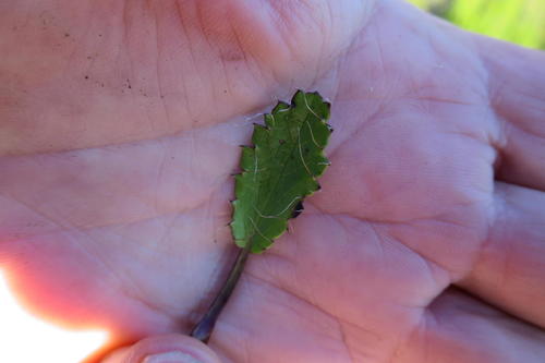 Alepidea delicatula (Alepidea delicatula)