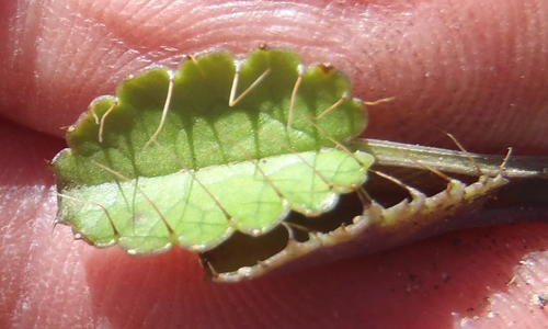 Alepidea delicatula (Alepidea delicatula)